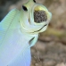 jawfish_yellowhead_bs_lc_v_0123_cay0659.jpg